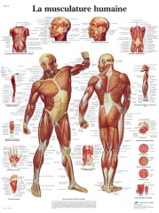 poster-musculature