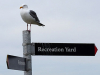 Alcatraz_goeland-sign