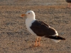 oban-mouette