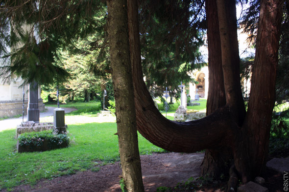 Cimetière St. Sebastian de Salzbourg : beaux arbres...