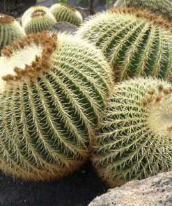 Coussin cactus inspiration tropicale