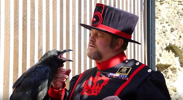 Le Ravenmaster Chris SKAIFE, posant ici avec un corbeau...